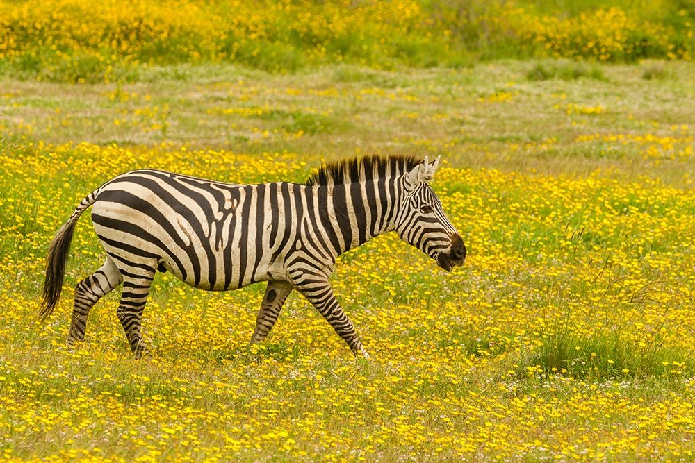 Africa-Tanzania-Ngorongoro Crater Zebra walking in flower field art print by Jaynes Gallery for $57.95 CAD