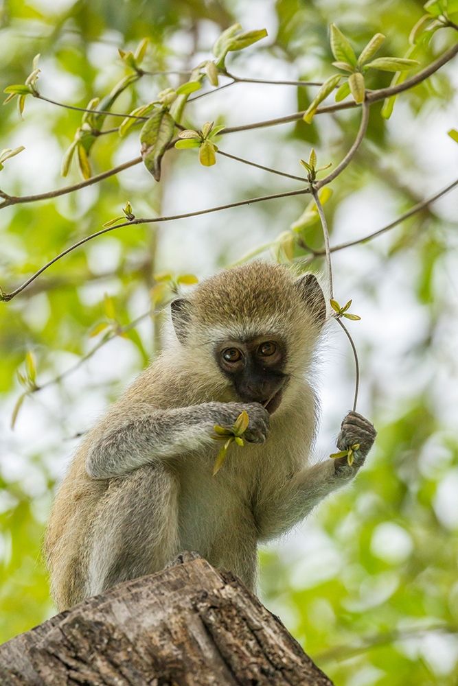 Africa-Tanzania-Tarangire National Park Young vervet monkey close-up art print by Jaynes Gallery for $57.95 CAD
