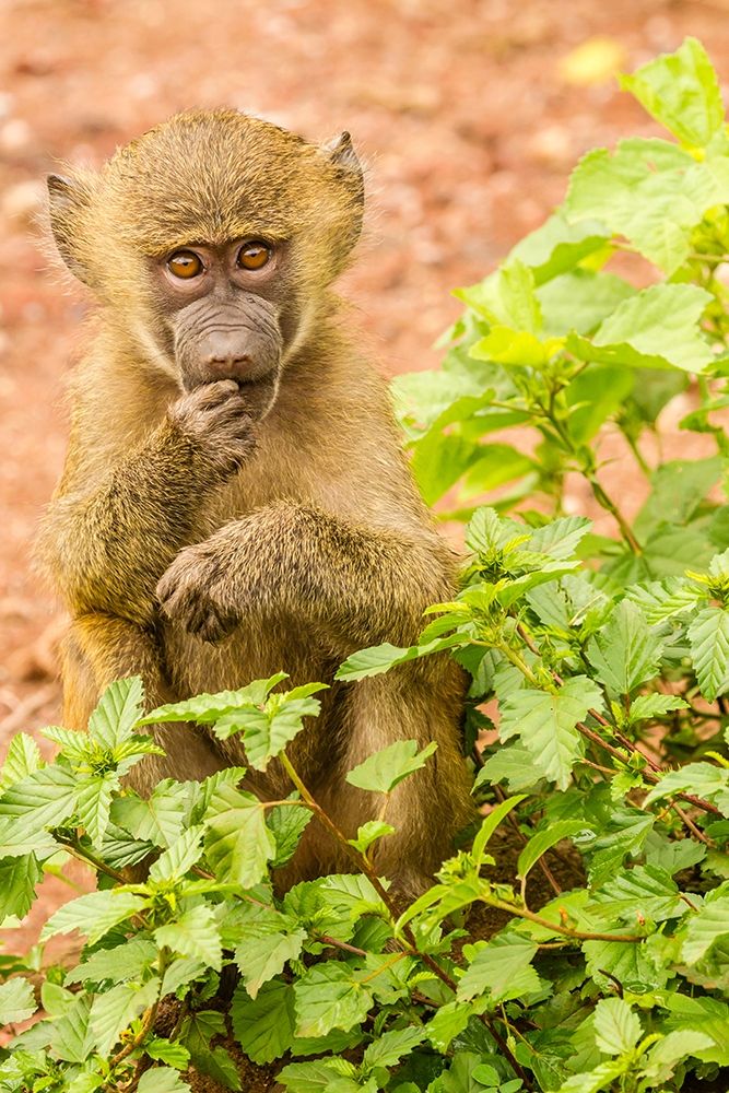 Africa-Tanzania-Lake Manyara National Park Olive baboon baby close-up art print by Jaynes Gallery for $57.95 CAD