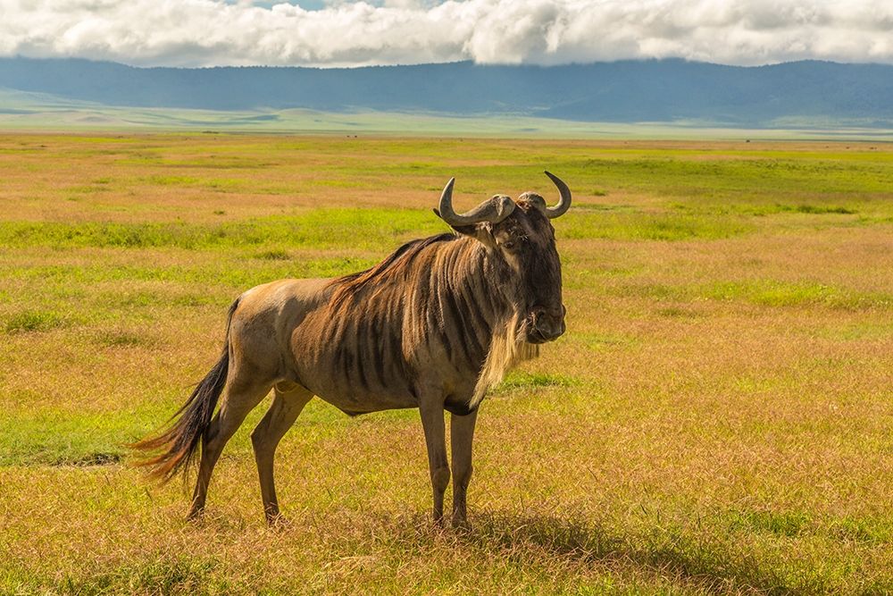 Africa-Tanzania-Ngorongoro Crater White bearded wildebeest on plain art print by Jaynes Gallery for $57.95 CAD