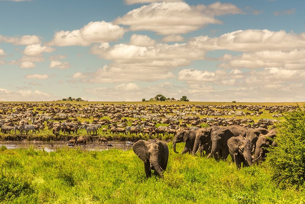 Africa-Tanzania-Serengeti National Park Migration of zebras and wildebeests with elephant herd art print by Jaynes Gallery for $57.95 CAD