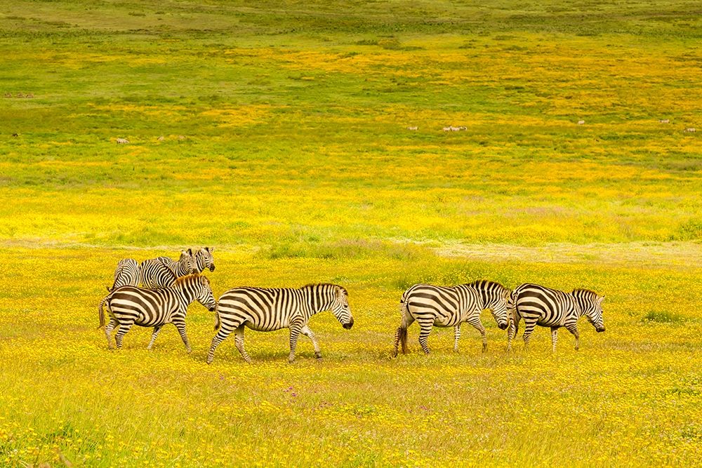 Africa-Tanzania-Ngorongoro Crater Zebras in flower field art print by Jaynes Gallery for $57.95 CAD