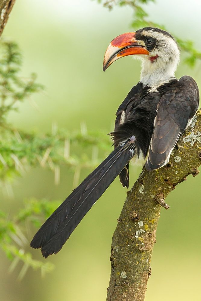 Africa-Tanzania-Tarangire National Park Von der Deckens hornbill bird close-up art print by Jaynes Gallery for $57.95 CAD