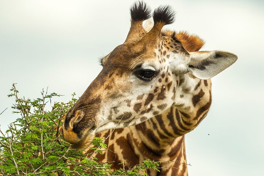Africa-Tanzania-Tarangire National Park Maasai giraffe eating tree leaves art print by Jaynes Gallery for $57.95 CAD