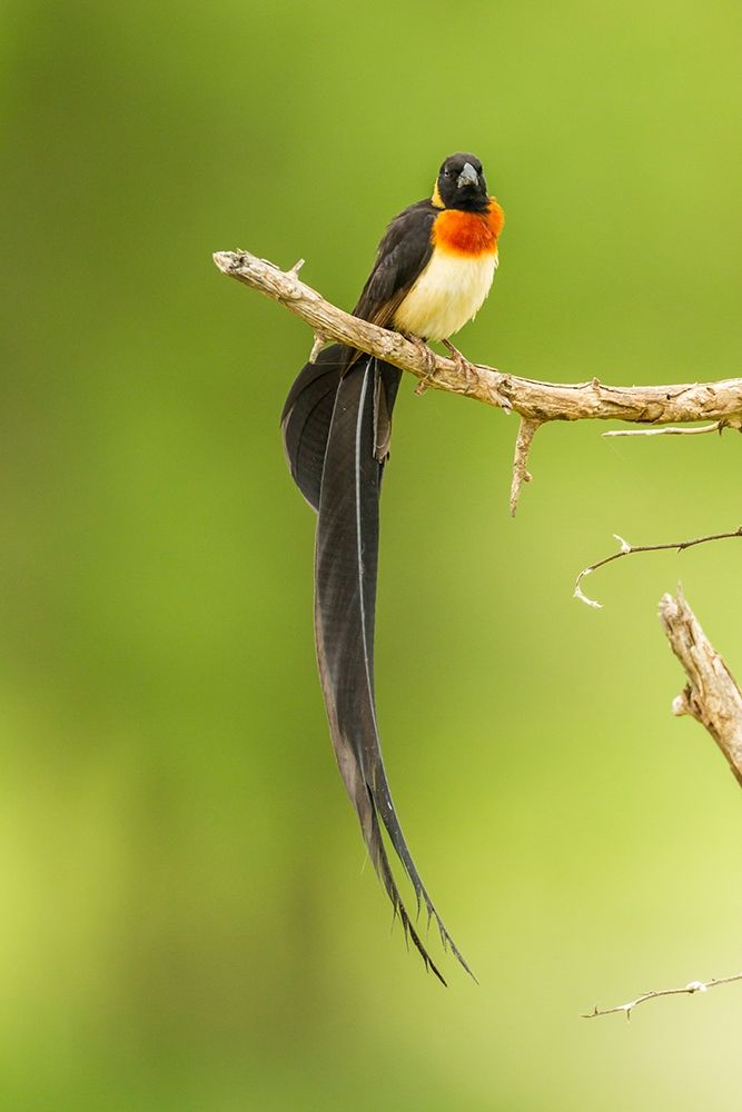 Africa-Tanzania-Tarangire National Park Paradise whydah bird on limb art print by Jaynes Gallery for $57.95 CAD