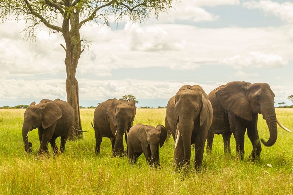 Africa-Tanzania-Tarangire National Park African elephant adults and young art print by Jaynes Gallery for $57.95 CAD