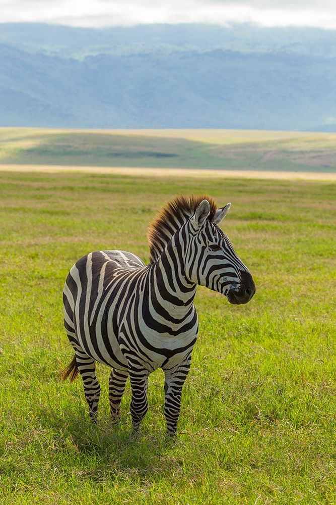 Africa-Tanzania-Ngorongoro Crater Plains zebra in field art print by Jaynes Gallery for $57.95 CAD