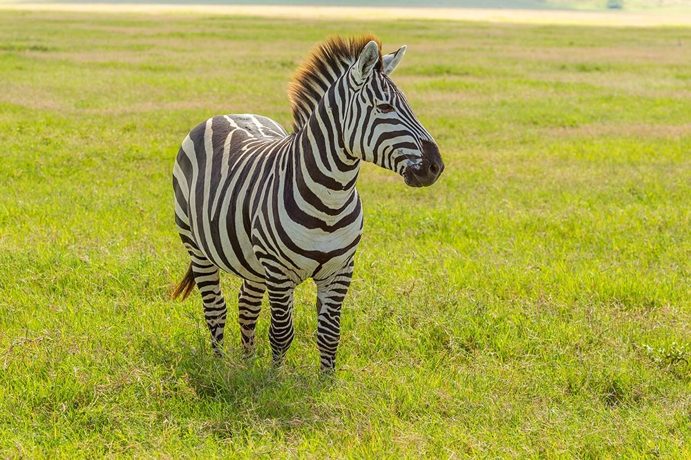 Africa-Tanzania-Ngorongoro Crater Plains zebra in field art print by Jaynes Gallery for $57.95 CAD