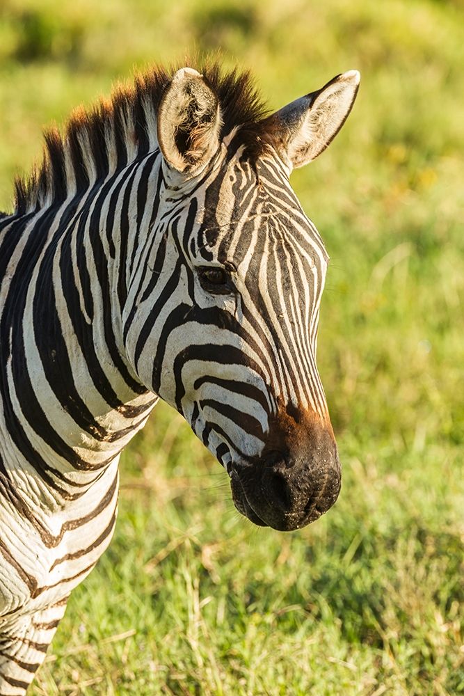 Africa-Tanzania-Ngorongoro Crater Plains zebra head art print by Jaynes Gallery for $57.95 CAD