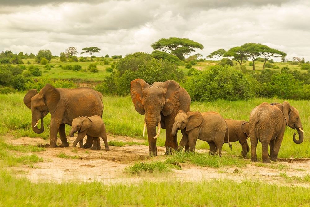 Africa-Tanzania-Tarangire National Park African elephant adults and young art print by Jaynes Gallery for $57.95 CAD