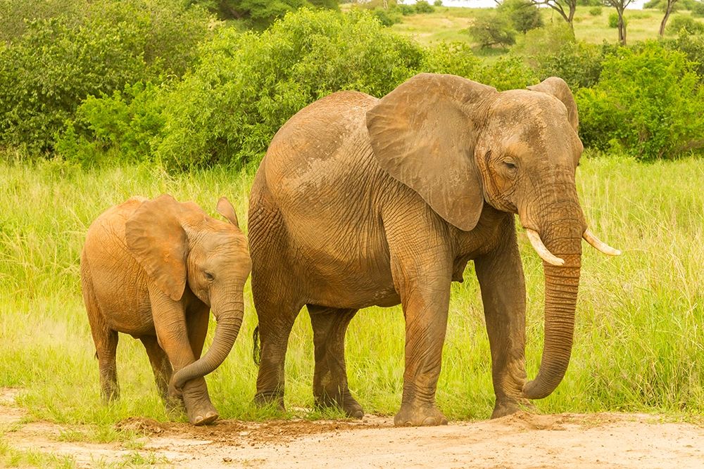 Africa-Tanzania-Tarangire National Park African elephant adult and baby art print by Jaynes Gallery for $57.95 CAD
