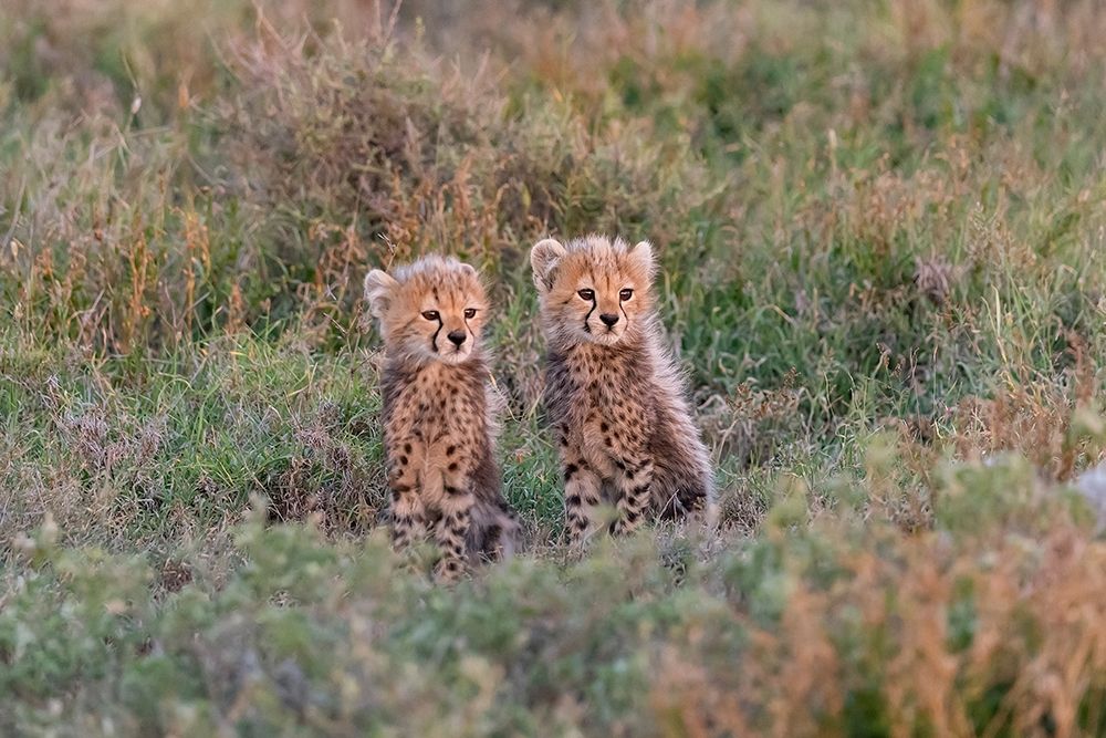 Africa-Tanzania-Serengeti National Park Baby cheetahs close-up art print by Jaynes Gallery for $57.95 CAD