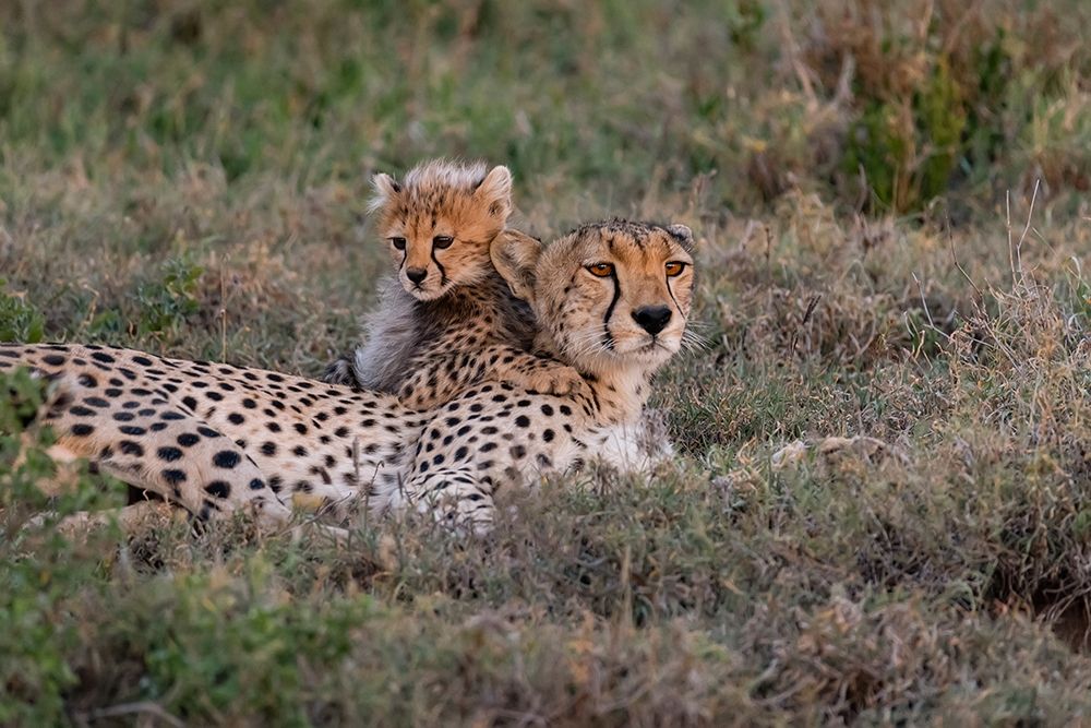 Africa-Tanzania-Serengeti National Park Mother cheetah and baby art print by Jaynes Gallery for $57.95 CAD