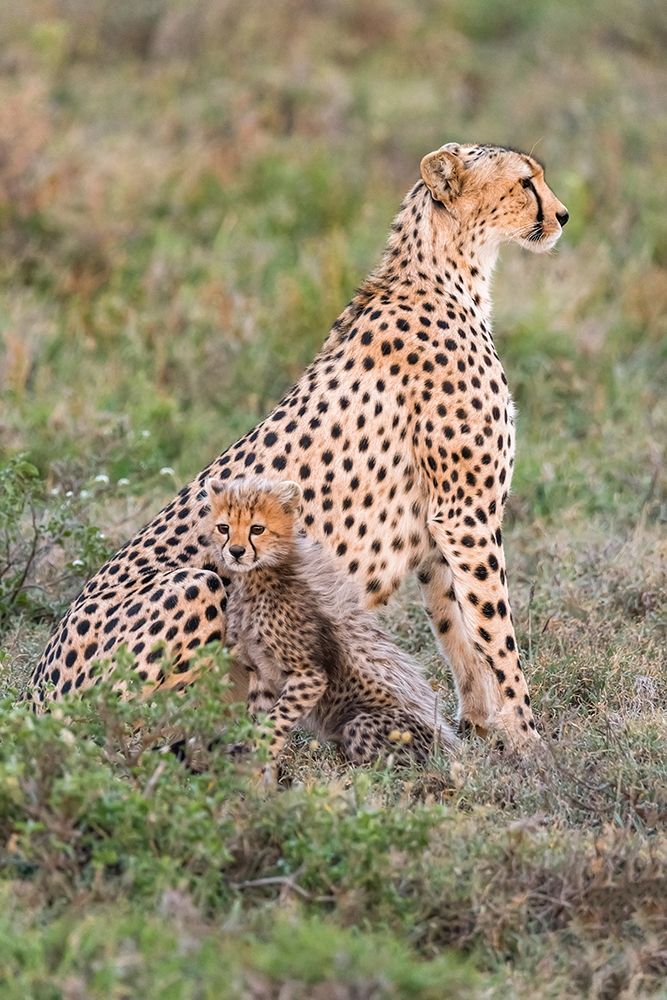 Africa-Tanzania-Serengeti National Park Mother cheetah and baby art print by Jaynes Gallery for $57.95 CAD