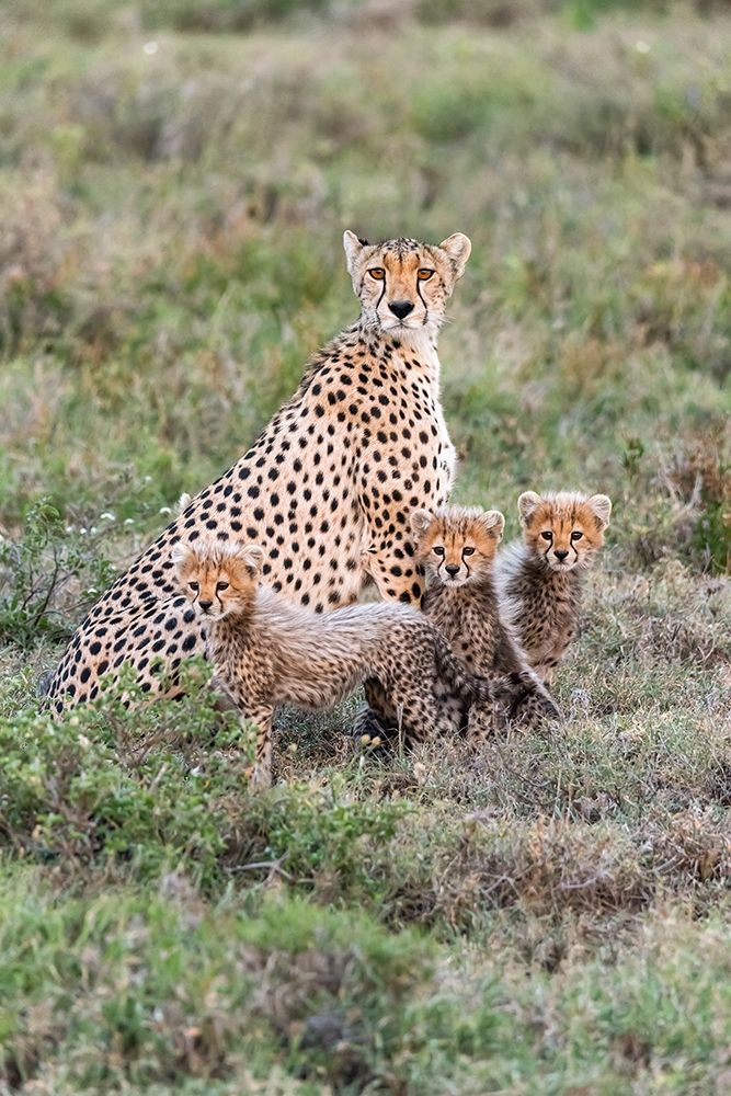 Africa-Tanzania-Serengeti National Park Mother cheetah and young art print by Jaynes Gallery for $57.95 CAD
