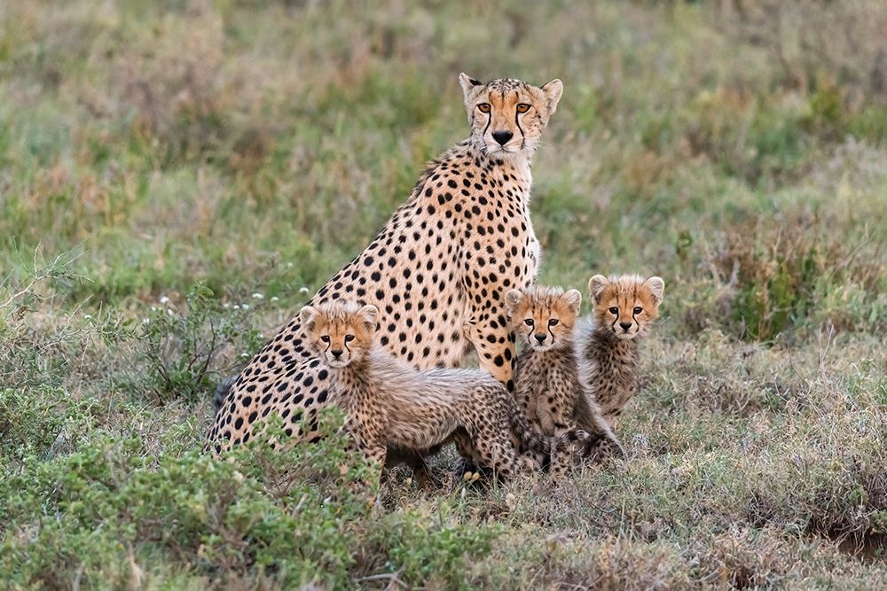 Africa-Tanzania-Serengeti National Park Mother cheetah and young art print by Jaynes Gallery for $57.95 CAD