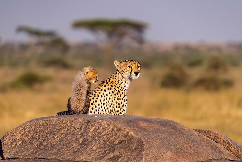 Africa-Tanzania-Serengeti National Park Mother cheetah and baby art print by Jaynes Gallery for $57.95 CAD