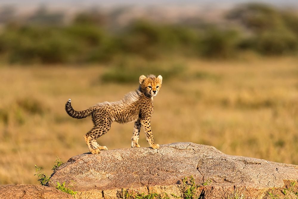Africa-Tanzania-Serengeti National Park Baby cheetah on boulder art print by Jaynes Gallery for $57.95 CAD