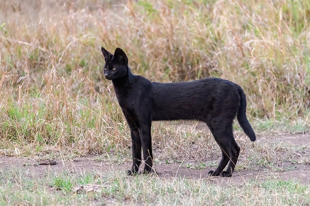 Africa-Tanzania-Serengeti National Park Black serval cat in grass art print by Jaynes Gallery for $57.95 CAD