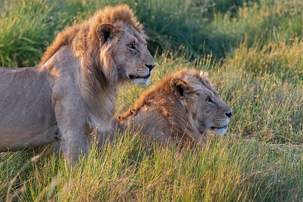 Africa-Tanzania-Serengeti National Park Male lions close-up art print by Jaynes Gallery for $57.95 CAD