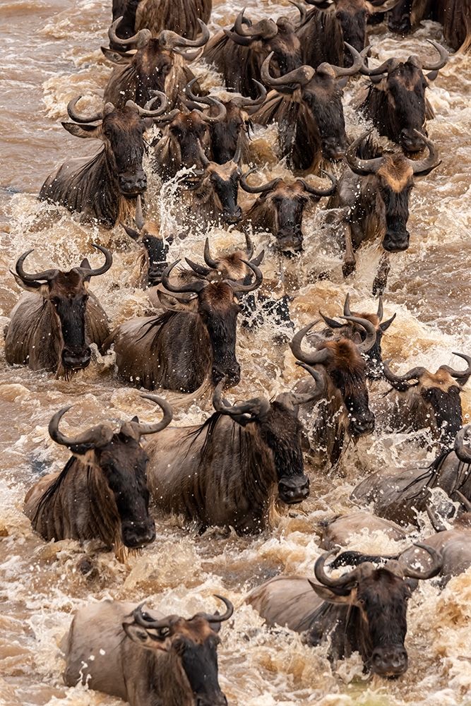 Africa-Tanzania-Serengeti National Park Wildebeests crossing Mara River art print by Jaynes Gallery for $57.95 CAD