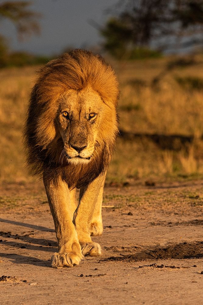 Africa-Tanzania-Serengeti National Park Male lion close-up art print by Jaynes Gallery for $57.95 CAD