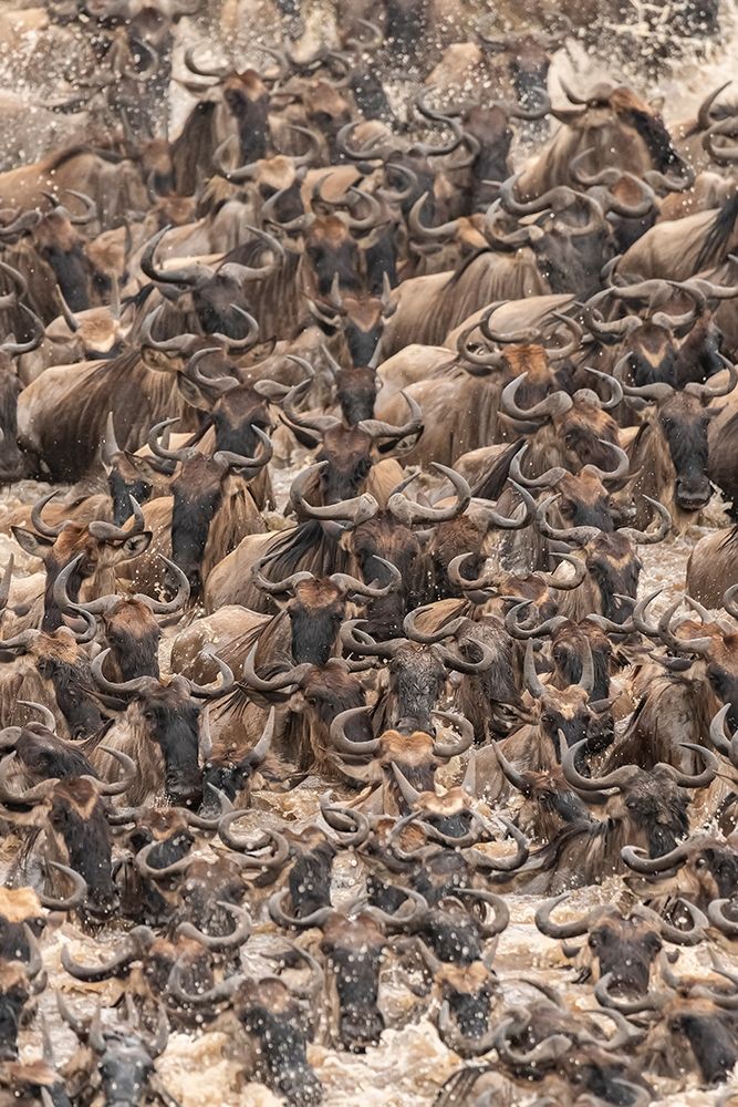 Africa-Tanzania-Serengeti National Park Wildebeests crossing Mara River art print by Jaynes Gallery for $57.95 CAD