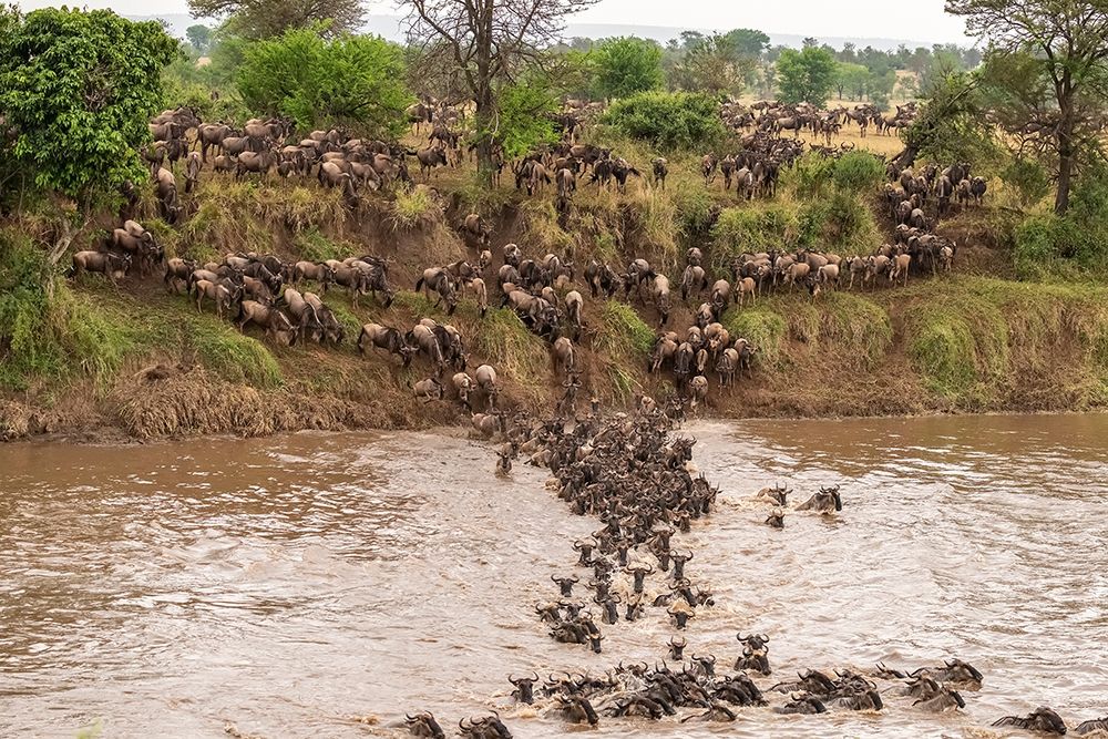 Africa-Tanzania-Serengeti National Park Wildebeests crossing Mara River art print by Jaynes Gallery for $57.95 CAD
