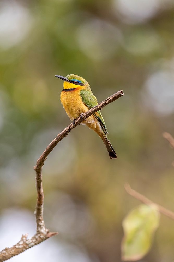 Africa-Tanzania Little bee-eater bird on limb art print by Jaynes Gallery for $57.95 CAD
