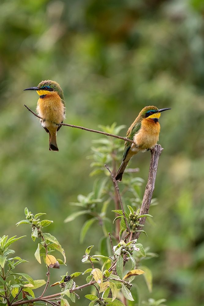 Africa-Tanzania Little bee-eater birds on limb art print by Jaynes Gallery for $57.95 CAD