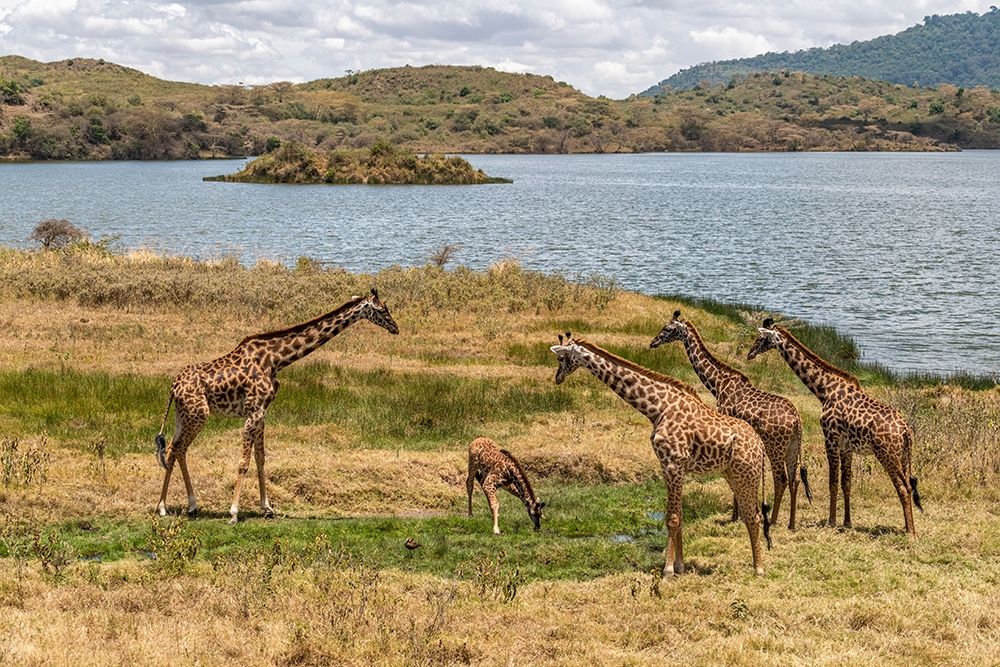 Africa-Tanzania-Serengeti National Park Giraffes on plain art print by Jaynes Gallery for $57.95 CAD