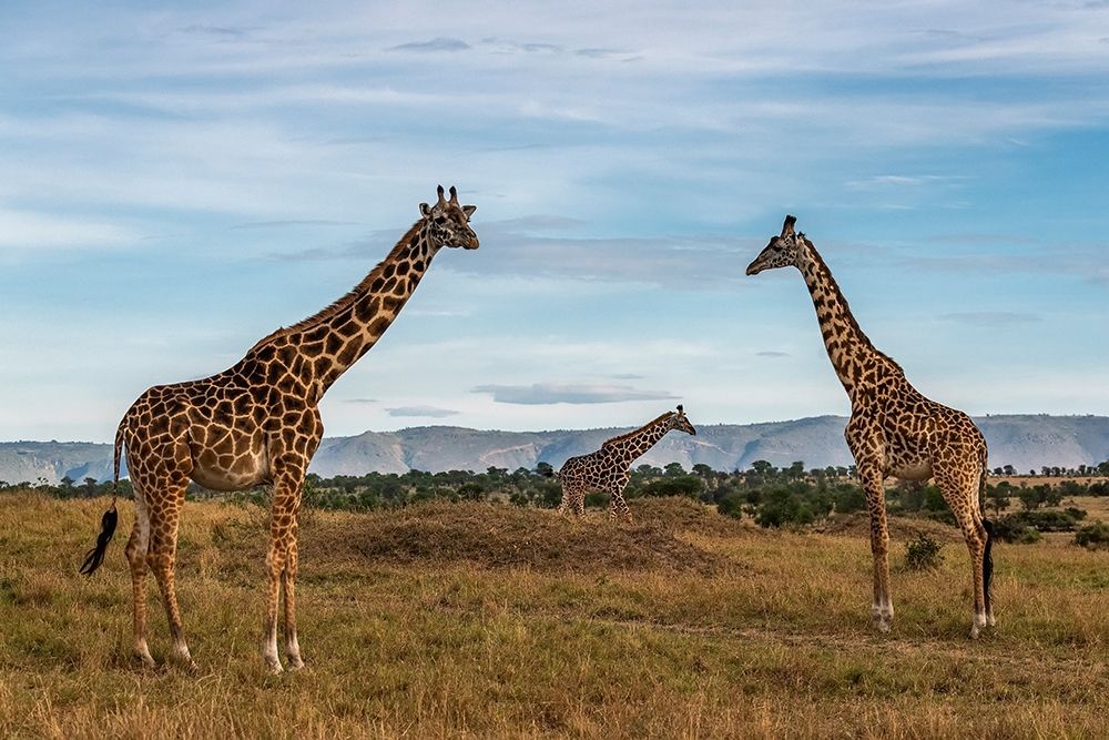 Africa-Tanzania-Serengeti National Park Giraffes on plain art print by Jaynes Gallery for $57.95 CAD