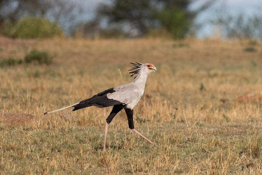 Africa-Tanzania-Serengeti National Park Secretary bird art print by Jaynes Gallery for $57.95 CAD