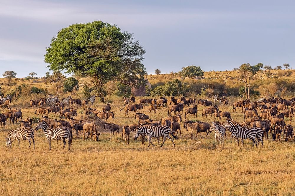 Africa-Tanzania-Serengeti National Park Zebras and wildebeests on plain art print by Jaynes Gallery for $57.95 CAD