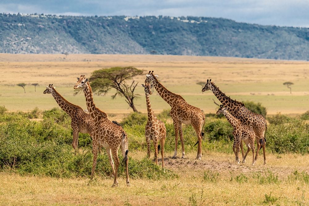 Africa-Tanzania-Serengeti National Park Giraffes on plain art print by Jaynes Gallery for $57.95 CAD