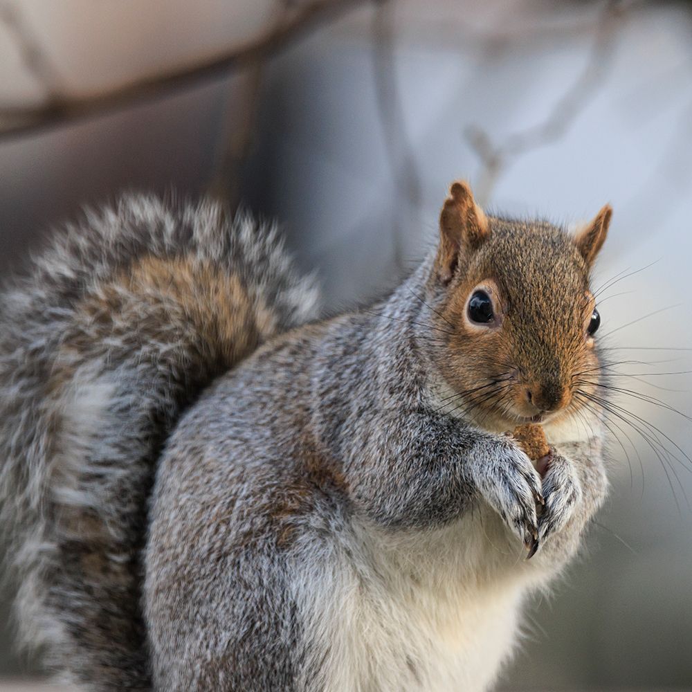 USA, Washington State, Seabeck. Close-up of grey squirrel eating. art print by Jaynes Gallery for $57.95 CAD