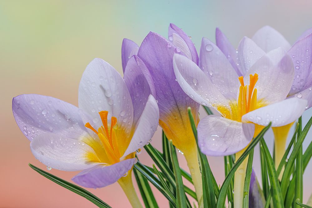 USA, Washington State, Seabeck. Close-up of crocus flowers. art print by Jaynes Gallery for $57.95 CAD