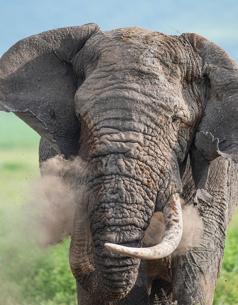 Africa, Tanzania, Ngorongoro Conservation Area. Close-up of elephant dusting itself. art print by Jaynes Gallery for $57.95 CAD