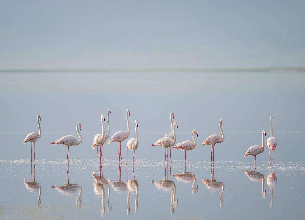 Africa, Tanzania, Ngorongoro Conservation Area. Greater flamingos reflect in lake. art print by Jaynes Gallery for $57.95 CAD
