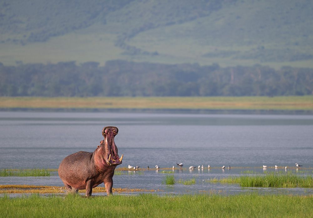 Africa, Tanzania, Ngorongoro Conservation Area. Hippo with open mouth and lake. art print by Jaynes Gallery for $57.95 CAD