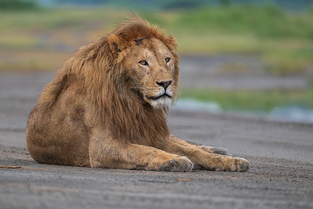 Africa, Tanzania, Ngorongoro Conservation Area. Male lion resting. art print by Jaynes Gallery for $57.95 CAD