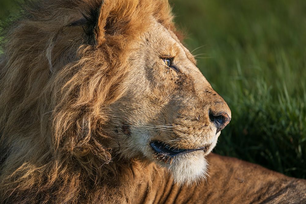 Africa, Tanzania, Serengeti National Park. Male lion profile. art print by Jaynes Gallery for $57.95 CAD