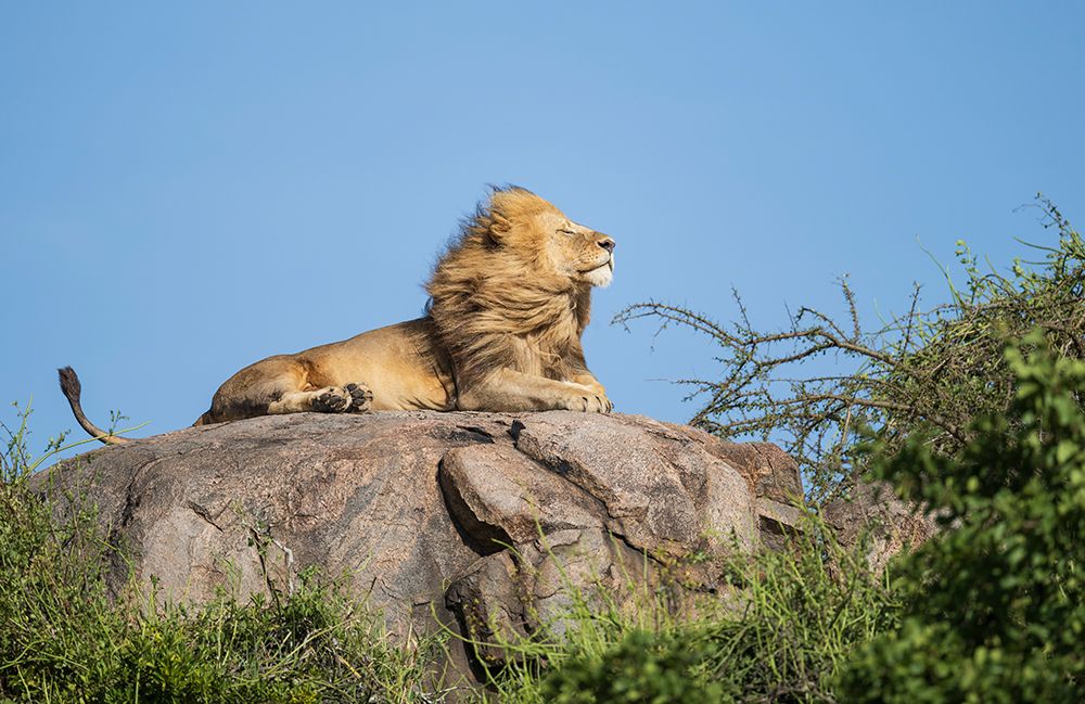 Africa, Tanzania, Serengeti National Park. Male lion on rock in breeze. art print by Jaynes Gallery for $57.95 CAD