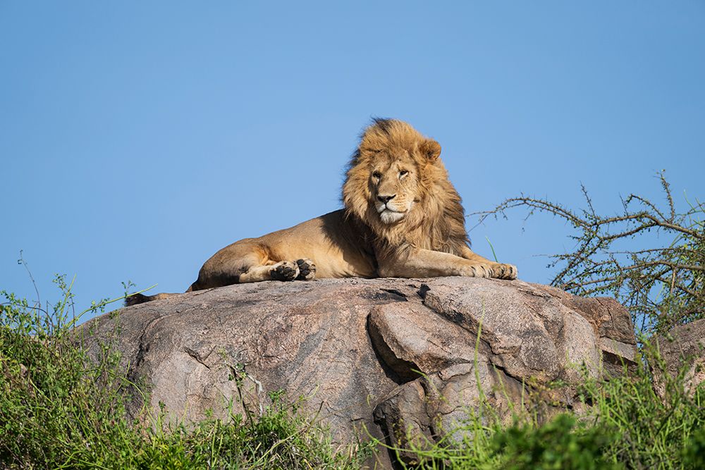 Africa, Tanzania, Serengeti National Park. Male lion on rock. art print by Jaynes Gallery for $57.95 CAD