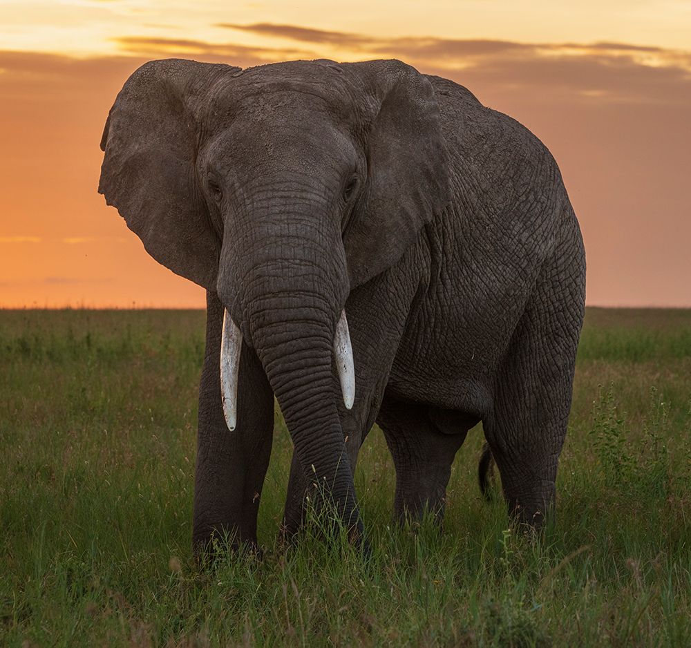 Africa, Tanzania, Serengeti National Park. Close-up of elephant at sunset. art print by Jaynes Gallery for $57.95 CAD