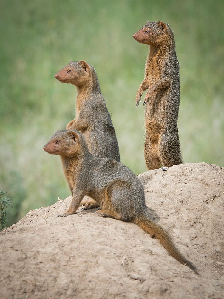 Africa-Tanzania A family of pygmy mongoose keeps vigil from atop an ant hill in the Serengeti art print by Betty Sederquist for $57.95 CAD