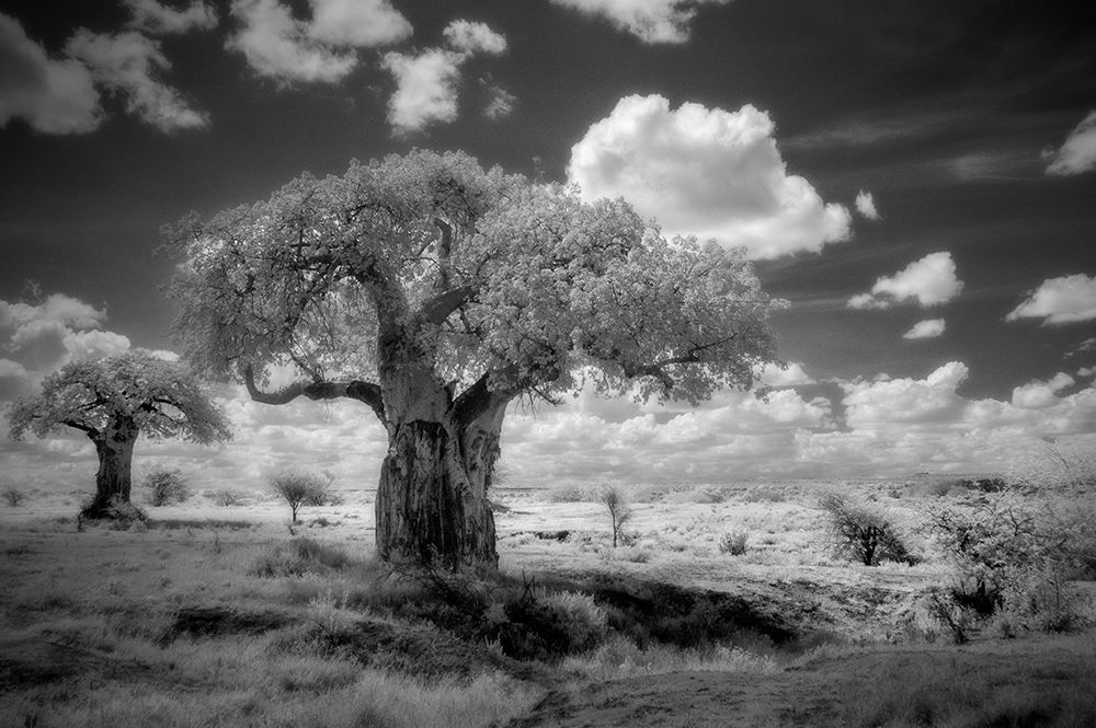 Africa-Tanzania Ancient baobab trees-dot the landscape in this infrared view art print by Betty Sederquist for $57.95 CAD