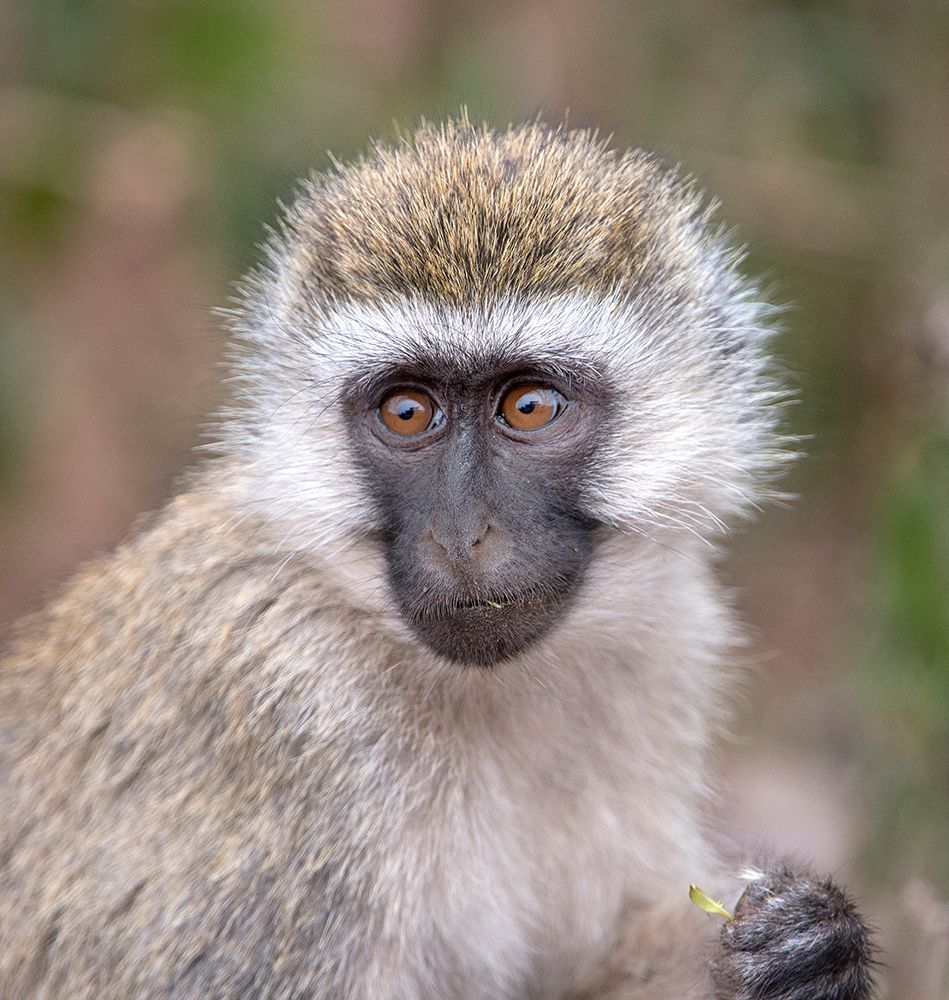 Africa Tanzania Vervet baby in the Serengeti art print by Betty Sederquist for $57.95 CAD