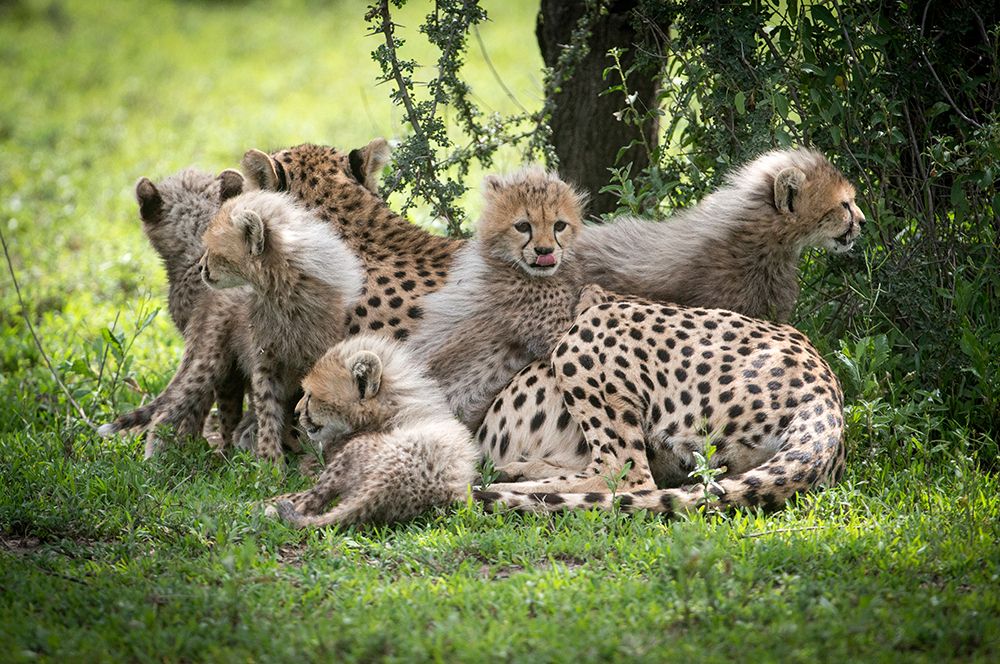 Africa-Tanzania cute cheetah cubs snuggle close to their mother in the Ndutu area of the Serengeti art print by Betty Sederquist for $57.95 CAD