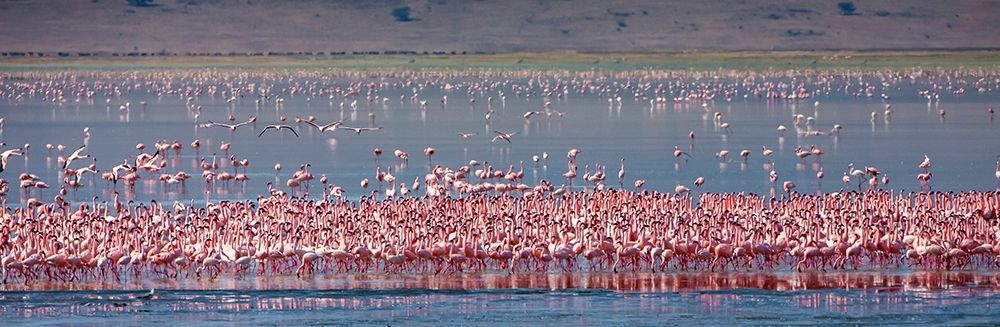 Lesser flamingos rest and feed in Lake Magadi inside Ngorongoro Crater-Tanzania art print by Larry Richardson for $57.95 CAD